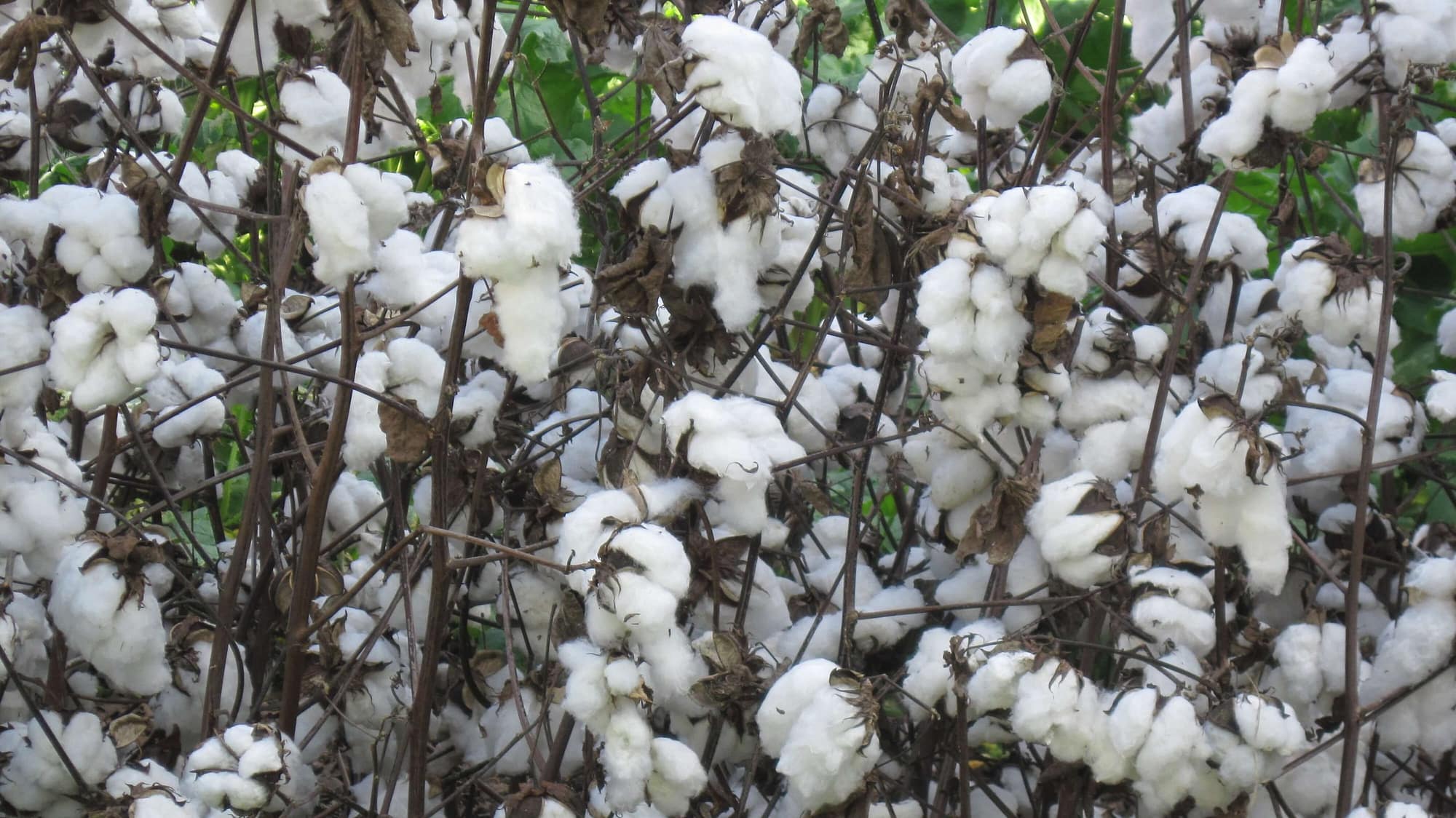 Cotton Seed